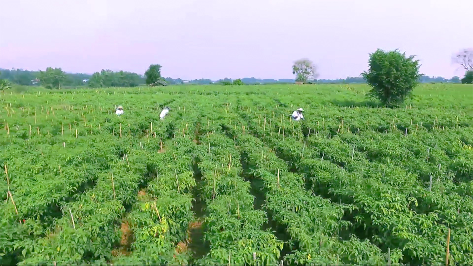 farming1